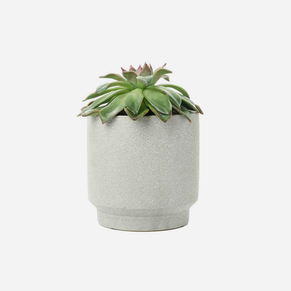 Succulent Plant